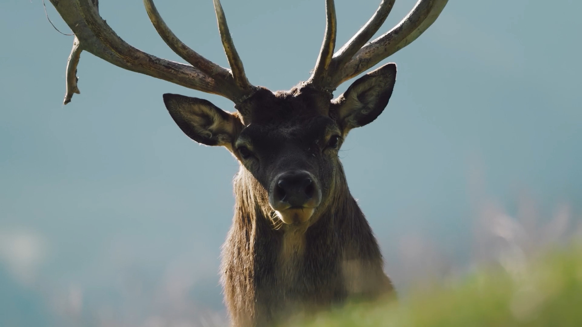 Dokumentation Symbolfoto aus Kitzbühel Wildpark